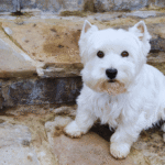 How to Groom a Westie Dog
