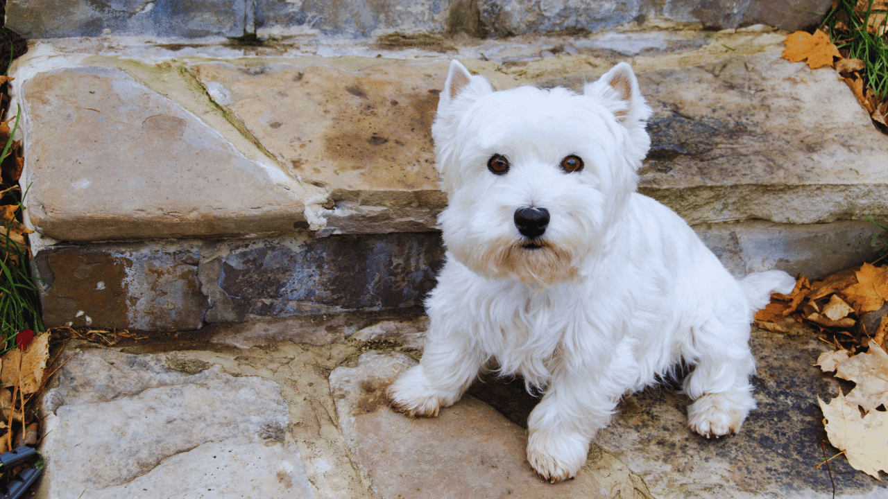 How to Groom a Westie Dog