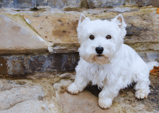 How to Groom a Westie Dog